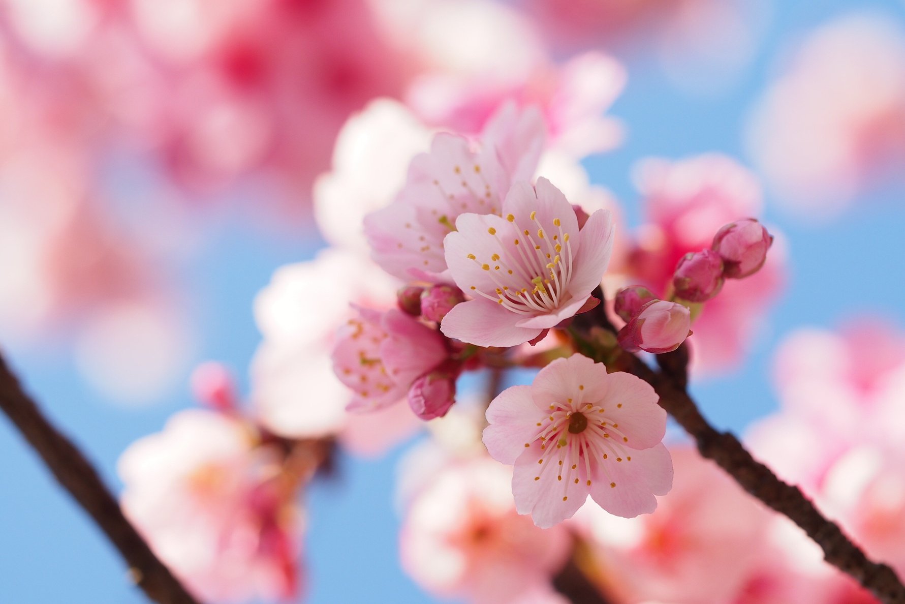 Blooming Cherry Blossoms