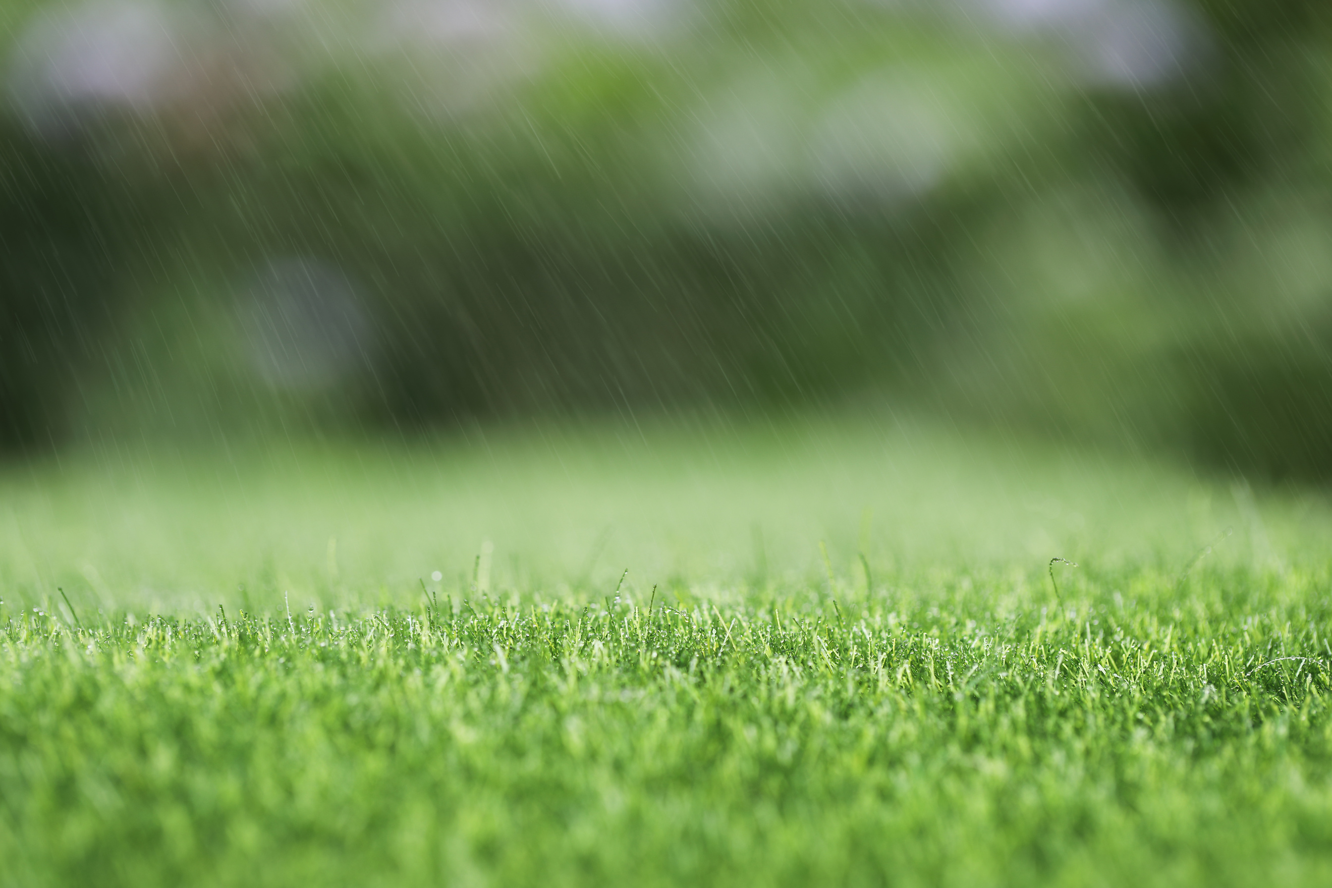 Raining Green grass background