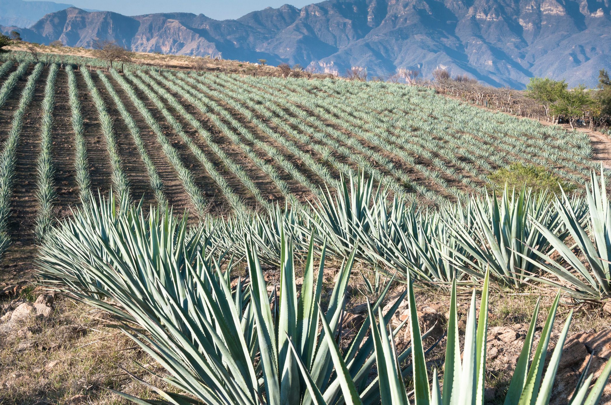 Agave field in Tequila, Jalisco (Mexico)